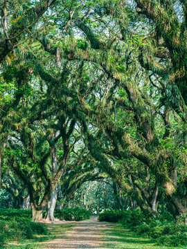 Tropical rainforest with forest surrounded by tall trees and lush, dense foliage in a tropical rainforest at De Djawatan forest at Banyuwangi, East Java, Indonesia