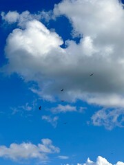 Fototapeta premium birds in the sky