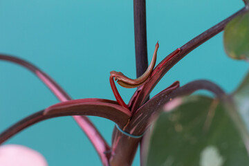 New leaf stuck on the steam of a Philodendron Pink Princess (Philodendron erubescens)