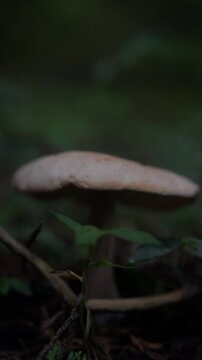 Primer plano de un hongo silvestre (Psilocybe cubensis) en el suelo de un bosque sombr&iacute;o