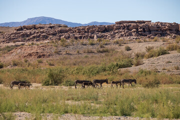 Wild burros in the desert
