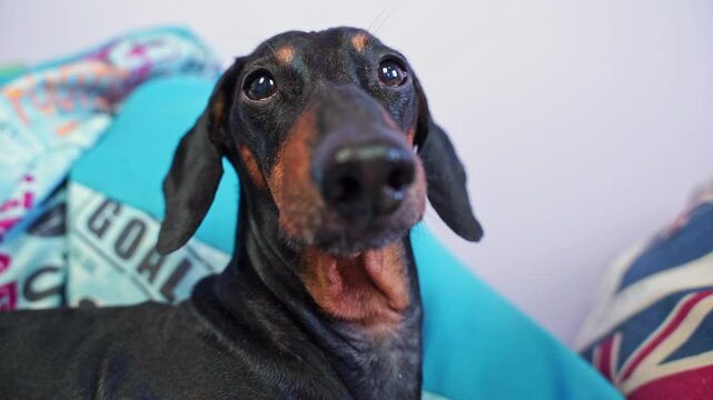 Portrait of elderly dachshund dog pokes big nose at camera, snorts displeasedly, blinks sleepily with dull eyes wide angle Age-related changes in pet, difficult character, grumpy Resting, autumn blues