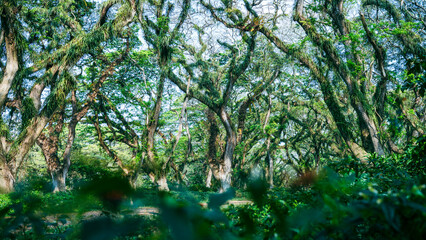 Beautiful morning green mossy forest, unspoiled nature landscape.