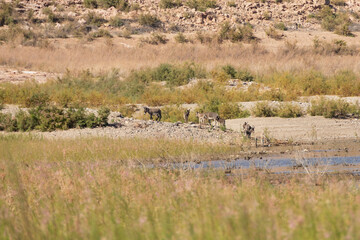 Wild burro in the desert
