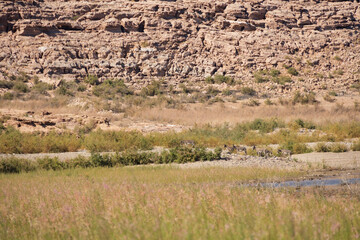 Wild burro in the desert
