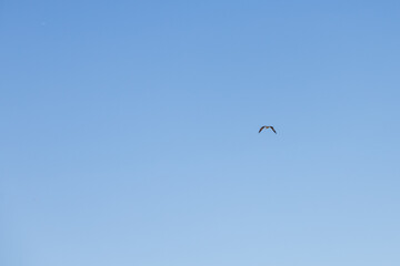 Osprey flying in the blue sky