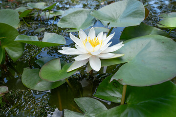 flor, lotus, lake, fauna hojas