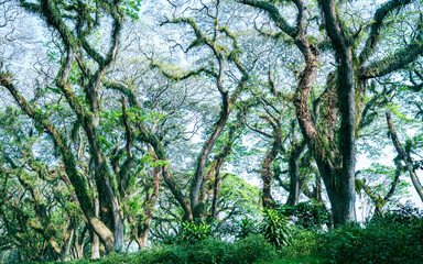 green trees in the tropical rainforest indonesia