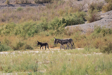 Wild burro in the desert
