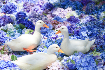 【茨城県桜川市】雨引観音の池に浮かぶ紫陽花とアヒル