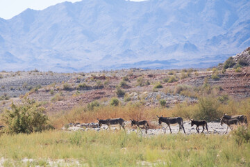 Wild burro in the desert

