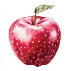 Water apple fruit watercolor clipart illustration