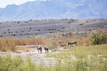 Wild burro in the desert
