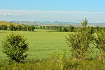 Obraz premium A look through low bushes at a huge field of oats in the endless hilly steppe.