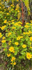 yellow flowers in the garden