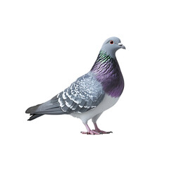 A close-up image of a pigeon with gray and white feathers standing on a black background.