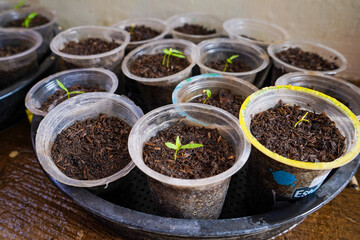 Seeding chili plants in plastic cups