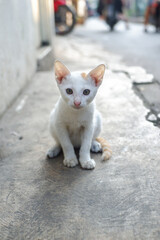 white cat on the street