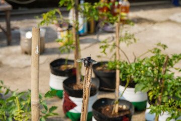 tropical carpenter bee or Xylocopa latipes perches on dry bamboo