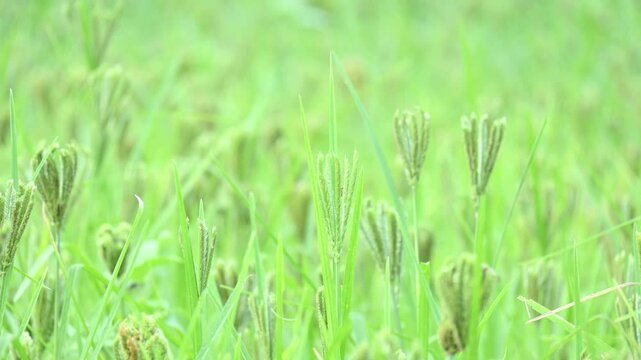 Eleusine coracana or finger millet plants. It is called Ragi and madua in India and Kodo in Nepal. It  is an annual herbaceous plant. Its widely grown as a cereal crop in the in Africa and Asia.