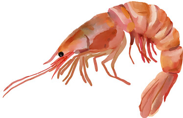 Hand drawn watercolor shrimp isolated on transparent background
