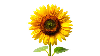 Obraz premium Beautiful yellow sunflower blossom isolated on white background