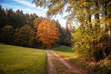 Fototapeta premium Beautiful shot of a dark mysterious forest on a foggy autumn day at sunset
