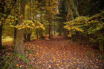 Beautiful shot of a dark mysterious forest on a foggy autumn day at sunset