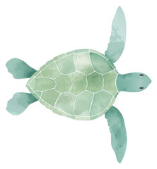 Fototapeta premium A green sea turtle swimming isolated on transparent background.