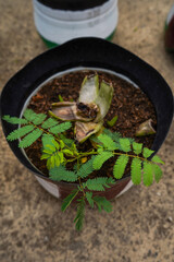 action plant or mimosa piduca is a unique ornamental plant.