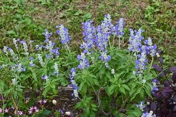 Blue salvia (Salvia Farinacea) flowers. Lamiaceae perennial plants. The cool blue-purple flowers bloom for a long period from early summer to autumn.