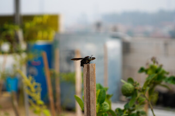 tropical carpenter bee or Xylocopa latipes perches on dry bamboo