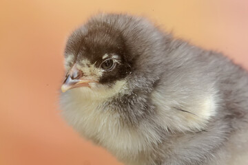 The cute and adorable appearance of a brahma chick that has just been hatched from an egg. This...