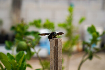tropical carpenter bee or Xylocopa latipes perches on dry bamboo