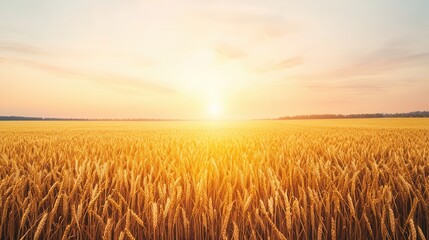 Obraz premium A golden wheat field stretches under a warm sunrise, with soft clouds hinting at a tranquil and bountiful landscape.