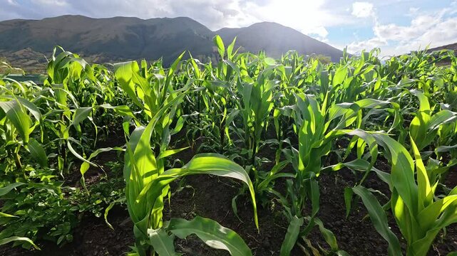 Cultivo de ma&iacute;z en la serran&iacute;a ecuatoriana rodeado me monta&ntilde;as 