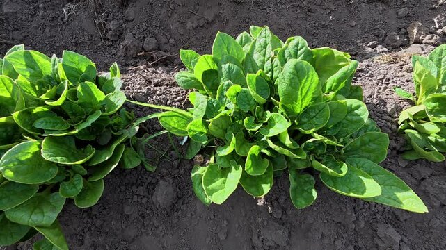 Plantas de ulluco en suelo, agricultura org&aacute;nica de mellocos, Ullucus tuberosus