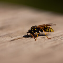 Feldwespe