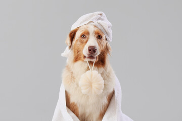 Cute Australian Shepherd dog with towel and sponge after shower on grey background