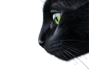 A black cat with green eyes is staring at the camera