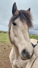 Obraz premium portrait of a horse