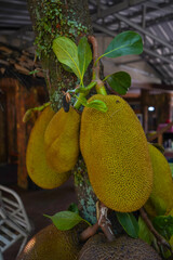 jackfruit or Artocarpus heterophyllus is a tropical plant that thrives in Asia.