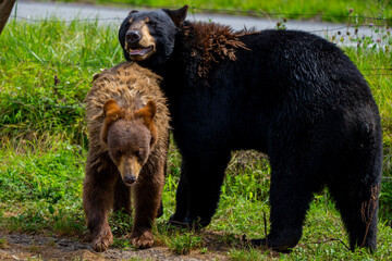 静岡県裾野市　夏のサファリパーク
