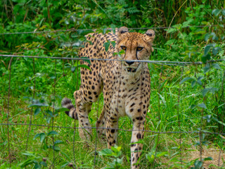 静岡県裾野市　夏のサファリパーク