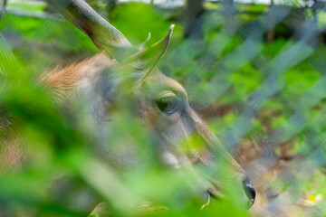 静岡県裾野市　夏のサファリパーク