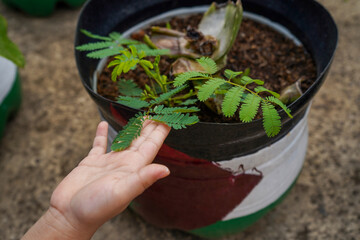 action plant or mimosa piduca is a unique ornamental plant.