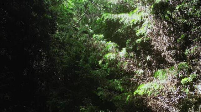 Fondo textura de follaje de cipr&eacute;s en los bosques 