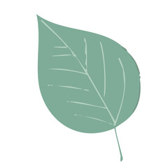 leaf isolated on white