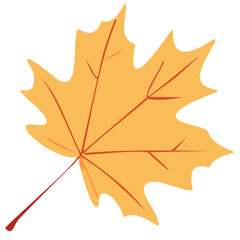 maple leaf isolated on white