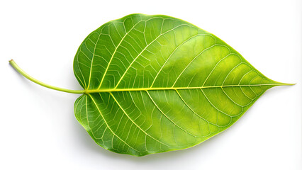  Bodhi leaves on isolated white background